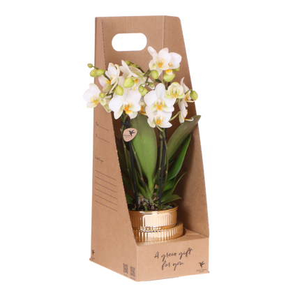 Kolibri Orchids | Witte Phalaenopsis Orchidee - Blossom Lausanne in Allure Shiny Sierpot Goud met Giftbox - Ø9 cm