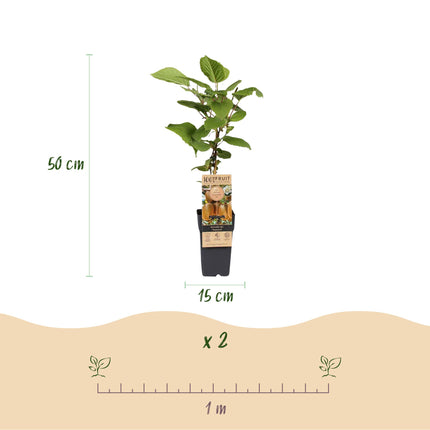 Acitinidia deliciosa Hayward - Kiwi plant - Female - Green Fruit - 2 Plants - Pot 15cm - Height 50cm