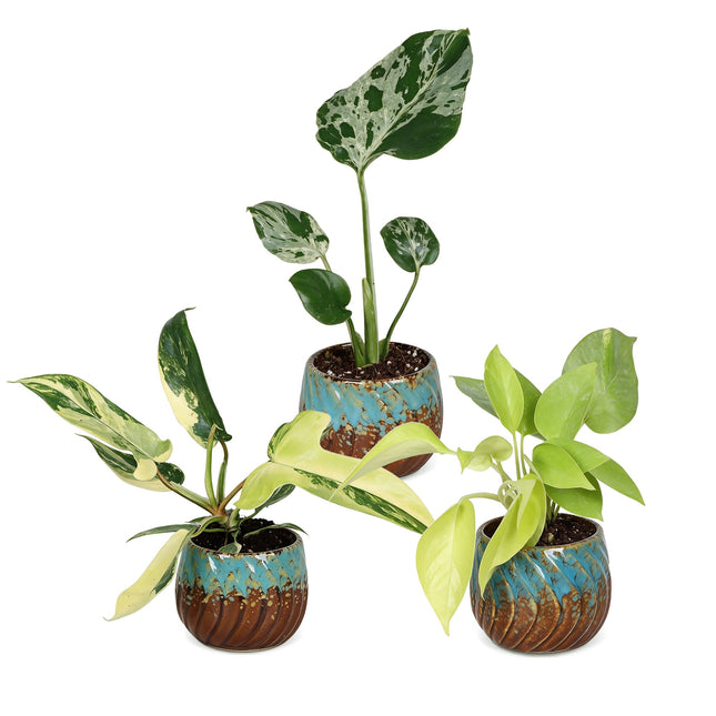 Babyplantor Tropical Mix - Diverse 3x - Tropisk - inkl. Copper Reef - Ø6cm - ↕10-15cm