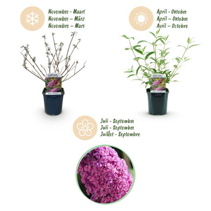 Buddleja davidii Pink Delight - Arbusto de mariposas - Rosa - ↕45cm - Ø17cm - 3x