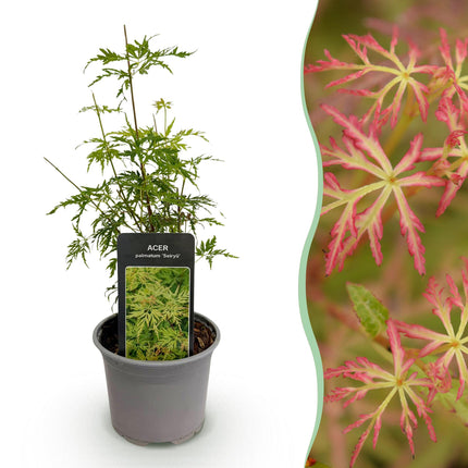 Japanese Maple - Acer Palmatum Seiryu - ↕35cm - Ø12cm