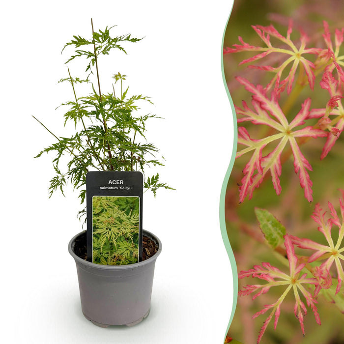 Japanse Esdoorn - Acer Palmatum Seiryu - ↕35cm - Ø12cm