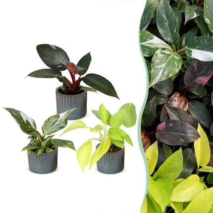 Baby Philodendron Tricolour 3x - Wit - Roze - Geel - Groen - Tropisch - incl. Linnea Misty Blue - Ø6cm - ↕10-15cm