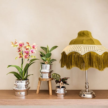 Philodendron White Measure - Kolibri Greens - Ø9cm
