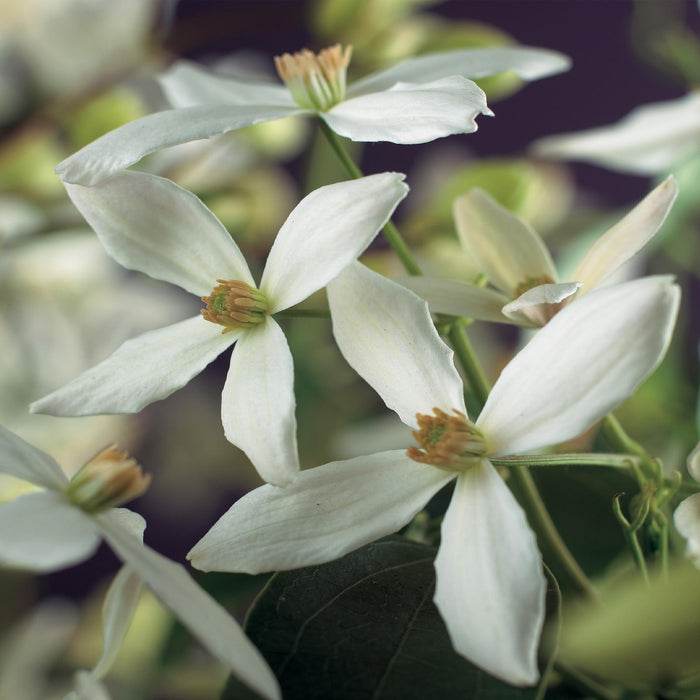 Clematis armandii - Bosrank - Bloem Wit  - ↕40cm - Ø11cm