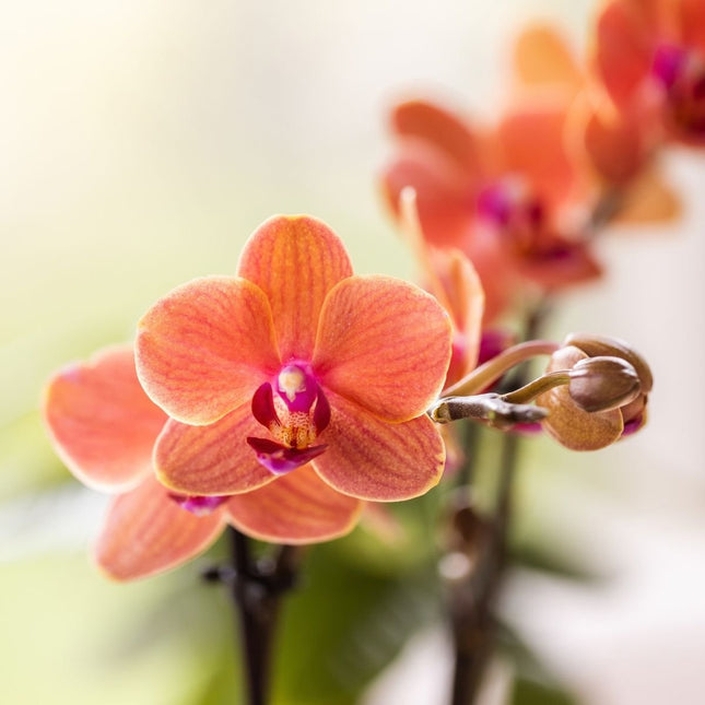 Kolibri Orchids | Gift Set Tree - Oranje Phalaenopsis Orchidee Mineral Bolzano & Succulenten