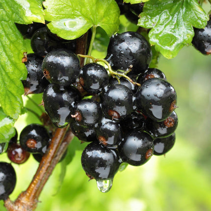 Ribes nigrum Ben Nevis - Bessenplant - Zwarte Bes - ↕50cm - Ø15cm - 2x