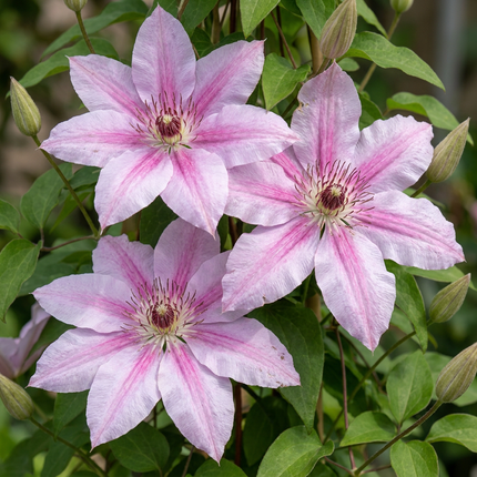 Clematis Nelly Moser - Bosrank Nelly Moser 4x - Wit - Roze - Klimplant - Ø9cm - ↕35cm