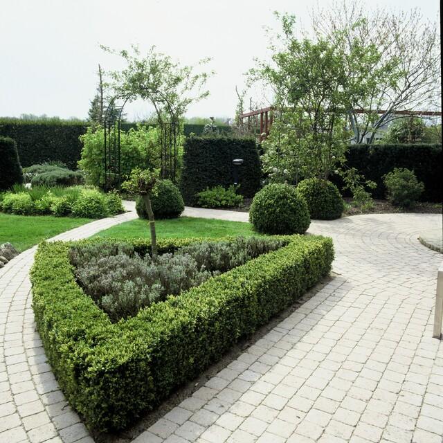 Buxus Sempervirens - ↕10-25cm - Ø9cm - 12x
