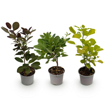 Cotinus coggygria Tricolour - Albero per parrucche - ↕35cm - Ø12cm - 3x