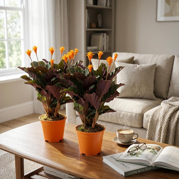 Calathea Crocata - ↕40-45cm - Ø14cm - 2x