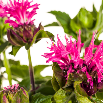 Monarda Didyma Rosa Ø19cm - ↕45 - 60cm