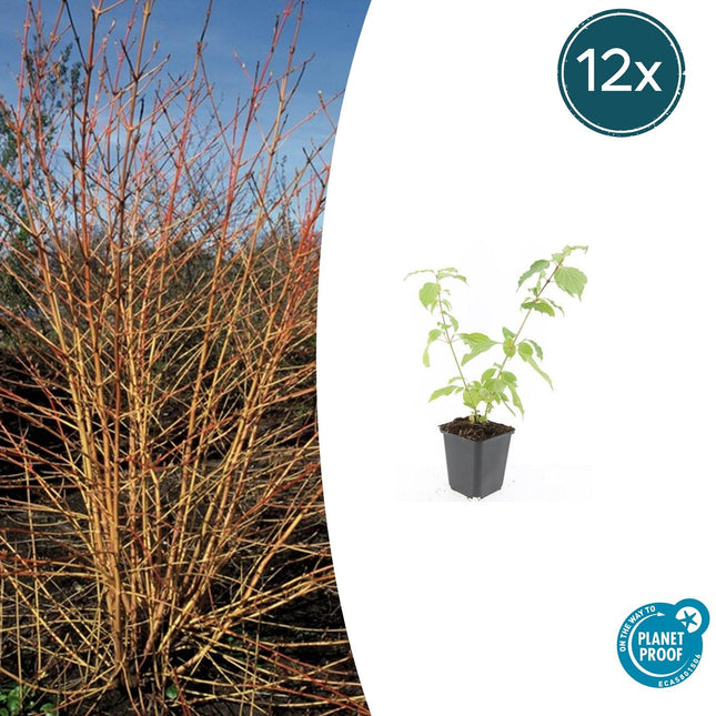 Cornus sanguinea 'Anny's Winter Orange' - Kornel - ↕10-25cm - Ø9cm - 12x