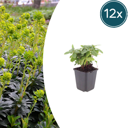 Euphorbia amygdaloides robbiae - Wolfsmelk - ↕10-25cm - Ø9cm - 12x