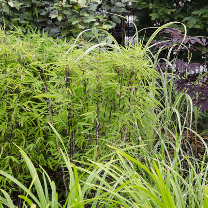 Carex morrowii 'Irish Green' - ↨30cm - Ø14 - 3x