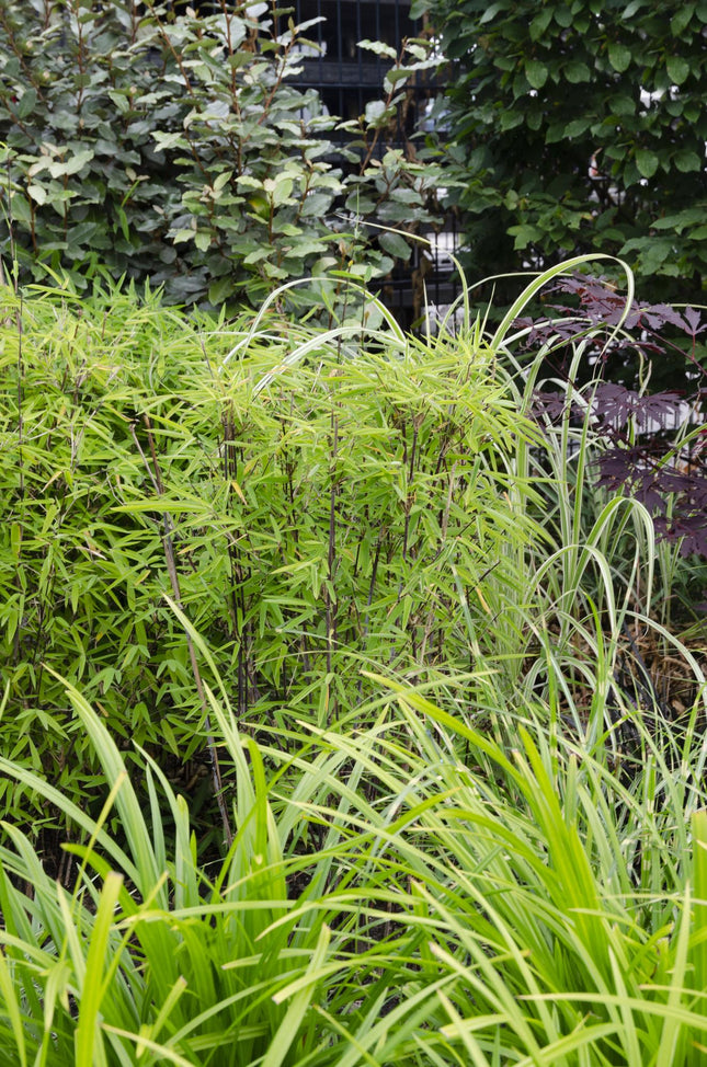 Carex morrowii 'Irish Green' - Zegge - ↕30cm - Ø14cm - 3x