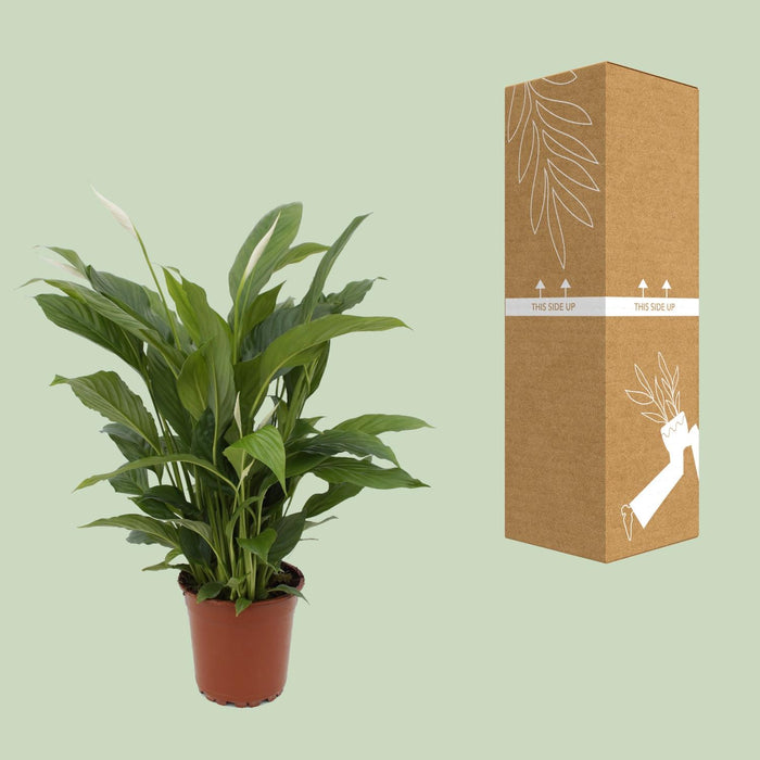 Spathiphyllum Torelli - Lepelplant - ↕65cm - Ø17cm