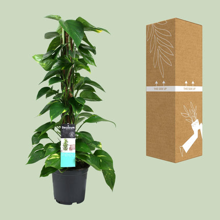 Scindapsus - Epipremnum - ↕80cm - Ø19cm