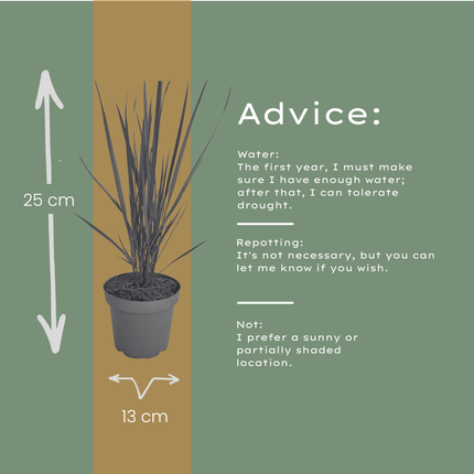 Panicum virgatum ‘Northwind’ – Vingergras - Ø12cm - 3x