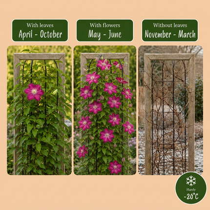 Clematis Ville de Lyon - Bosrank 4x - Rood - Klimplant - Ø9cm - ↕35cm