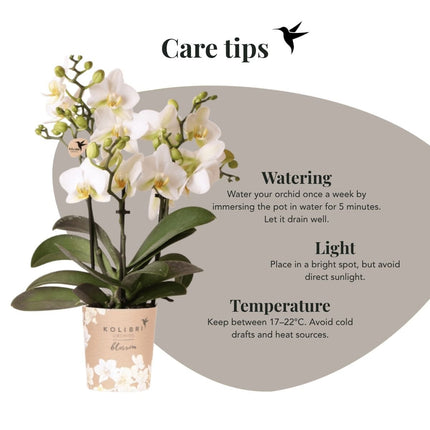 Kolibri Orchids | Combi Deal - 4 Witte Phalaenopsis Orchideeën Blossom Lausanne - Ø9 cm