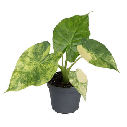 Alocasia Macrorrhiza Aurea Variegata - Gouden olifantsoor - Groen - Variegata - Tropisch - Ø6cm - ↕15cm