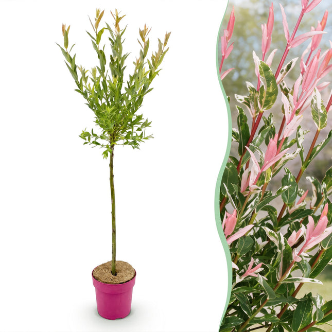 Salix Flamingo - Flamingo Wilg op stam - Ø19cm - ↕90-100cm