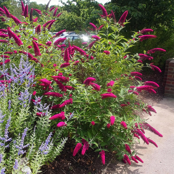 Buddleja davidii Royal Red - Vlinderstruik - Rood - ↕45cm - Ø17cm - 3x