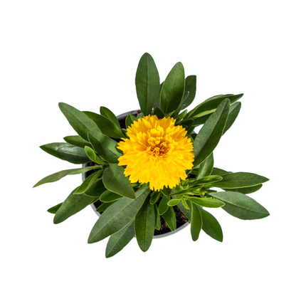 Coreopsis Grandiflora - Coreopsis - ↕25-35cm - Ø13cm - 8x