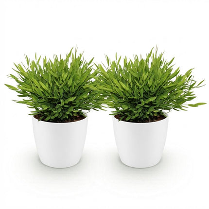 Bamusa Pogonatherum Monica - Bamboo grass - with white plant pots - ↕20cm - Ø12cm - 2x