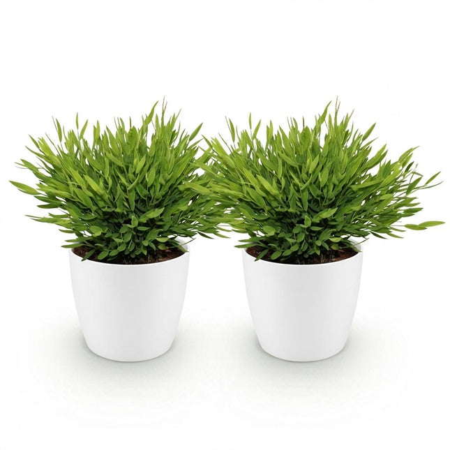 Bamusa Pogonatherum Monica - Bamboegras - met witte plantenpotten - ↕20cm - Ø12cm - 2x