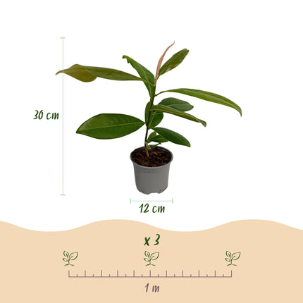 Magnolia grandiflora - Bloem Wit - ↕30cm - Ø12cm - 3x