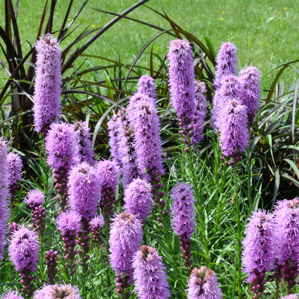 Liatris spicata - Knopige slangenwortel  - ↕10-25cm - Ø9cm - 24x