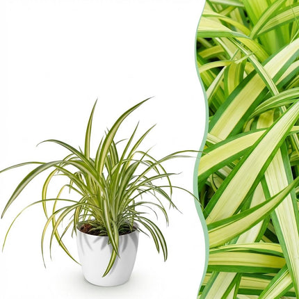 Chlorophytum comosum Variegatum - Bonte Graslelie - met witte plantenpot - ↕20cm - Ø12cm