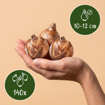 140x Løg Tør Have - Blomsterløg - Tørrede haveløgplanter - Diverse - Sommerblomstrende - Løgstørrelse 10/12