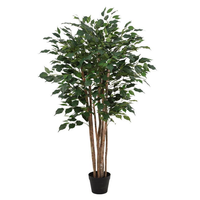 Pianta artificiale di Ficus Benjamina - ↕150cm