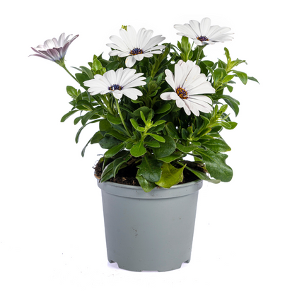 Spanische Gänseblümchen (Osteospermum ecklonis White) – ↕20 cm – Ø12 cm – 8 Stück