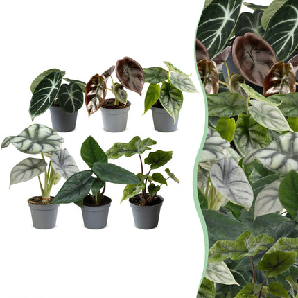 Baby Alocasia Familie 6x - Rood - Groen - Zwart - Zilver - Grijs - Tropisch - Ø6cm - ↕12cm