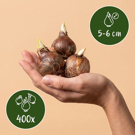 400x Crocus Species mix - Bloembollen - Krokus soortenmix - Diversen - Verwilderingsbol - Bolmaat 5/6