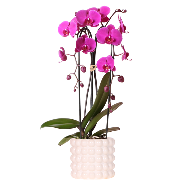 Kolibriorkideer | Lilla Freeride Niagara Falls orkidé + valmue hvid dekorativ potte – Ø12 cm | blomstrende stueplante