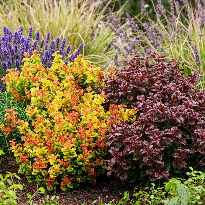 Leucothoe Curly Duo - Geel & Rood - 2 Planten - Groenblijvend - Weinig Onderhoud - Pot 17cm Hoogte 40cm