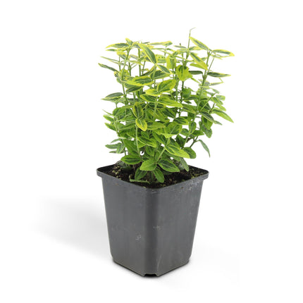 Euonymus fortunei 'Emerald 'n Gold' - Cappello da cardinale - ↕10-25cm - Ø9cm - 24x