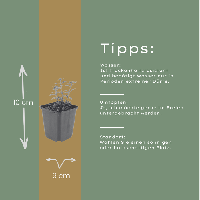 24x Teucrium lucidrys - ↕10-25cm - Ø9cm
