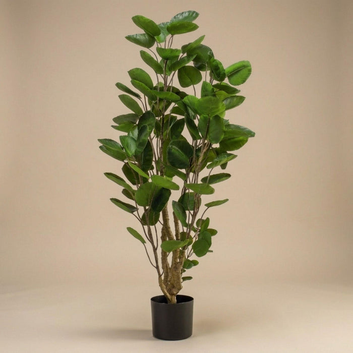 Plante artificielle - Arbre Polyscias - ↕105cm