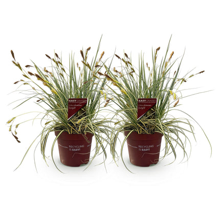 Carex oshimensis Evergold - Zegge - Geel & Groen - ↕50cm - Ø17cm - 2x