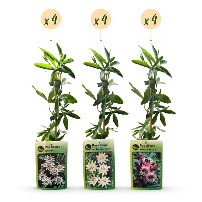 Passiflora Tricolour - Driekleurige passiebloem 12x - Wit - Paars - Roze - Klimplant - Ø9cm - ↕35cm