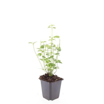 Agastache 'Black Adder' - Pianta di liquirizia - ↕10-25cm - Ø9cm - 24x