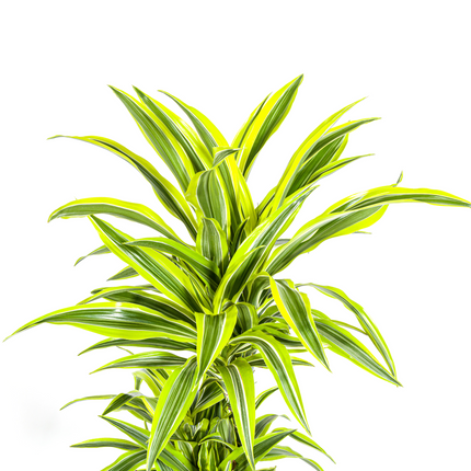 Dracaena Deremensis Lemon Lime met mand - ↕130-150cm - Ø24cm