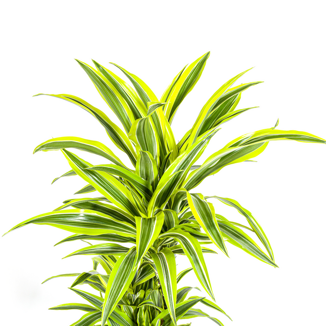 Dracaena Deremensis Lemon Lime met mand - ↕130-150cm - Ø24cm