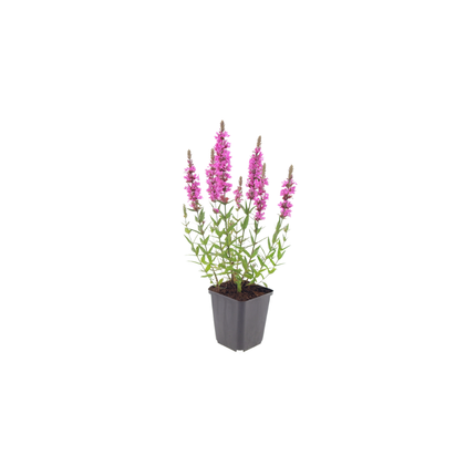 Grote kattenstaart - Lythrum salicaria - ↕10-25cm - Ø9cm - 6x